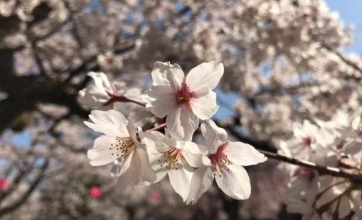 春ですね～